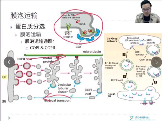 （质心高中生物竞赛）2018秋第二轮细胞生物学进阶5讲朱斌 (6.40G) 百度网盘