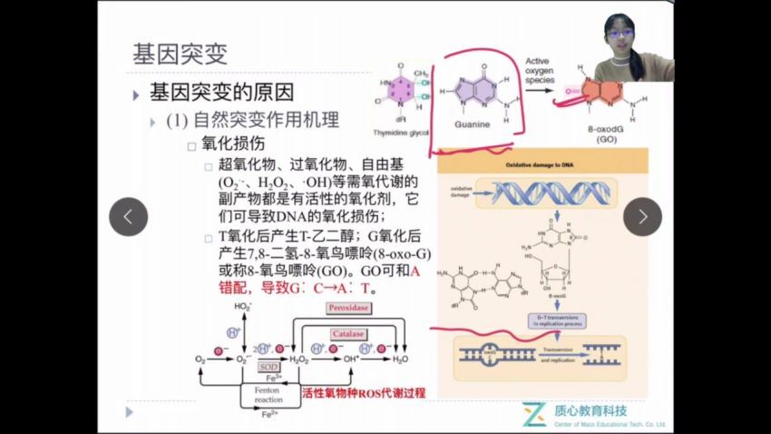 （质心高中生物竞赛）2018秋第一轮现代遗传学基因4讲汪小琪 (5.39G) 百度网盘