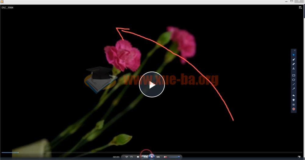 【会跳舞的花朵】从零到精通视频教程—2小时深度掌握频闪花卉创意摄影