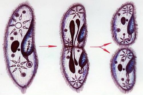 七年级生物课·升级课堂（完结）（少年得到）百度网盘下载儿童专辑